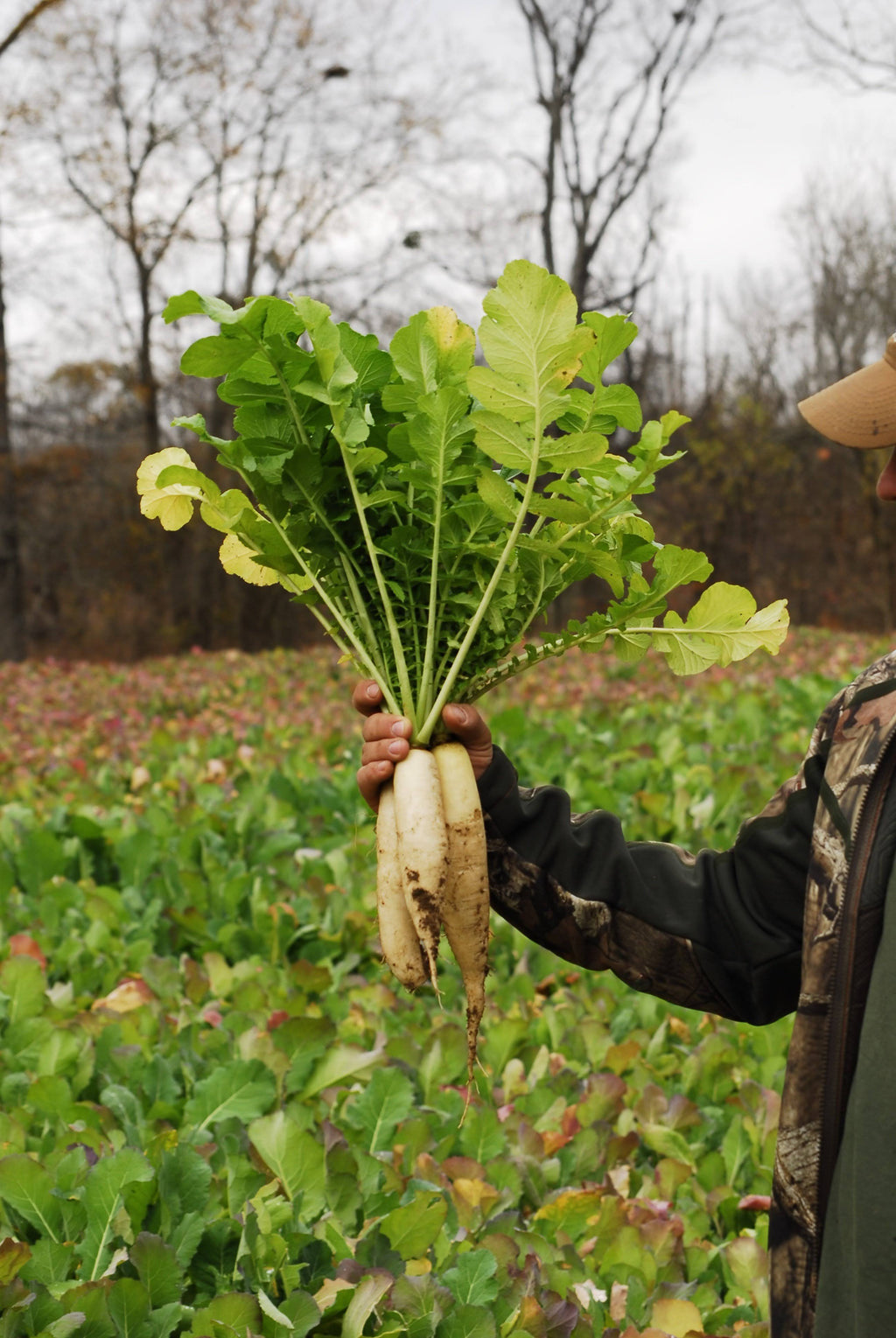 Deer Radish - 50 lbs. H490700