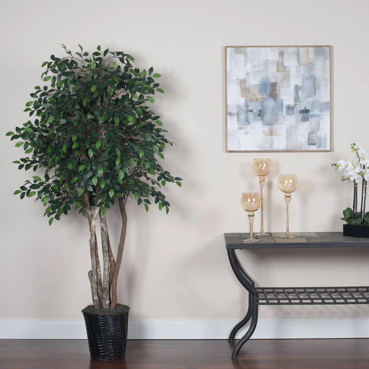 Mini Ficus Executive H5597