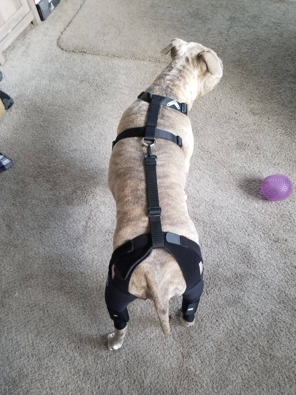 Double Knee Brace and Chest Halter R21895