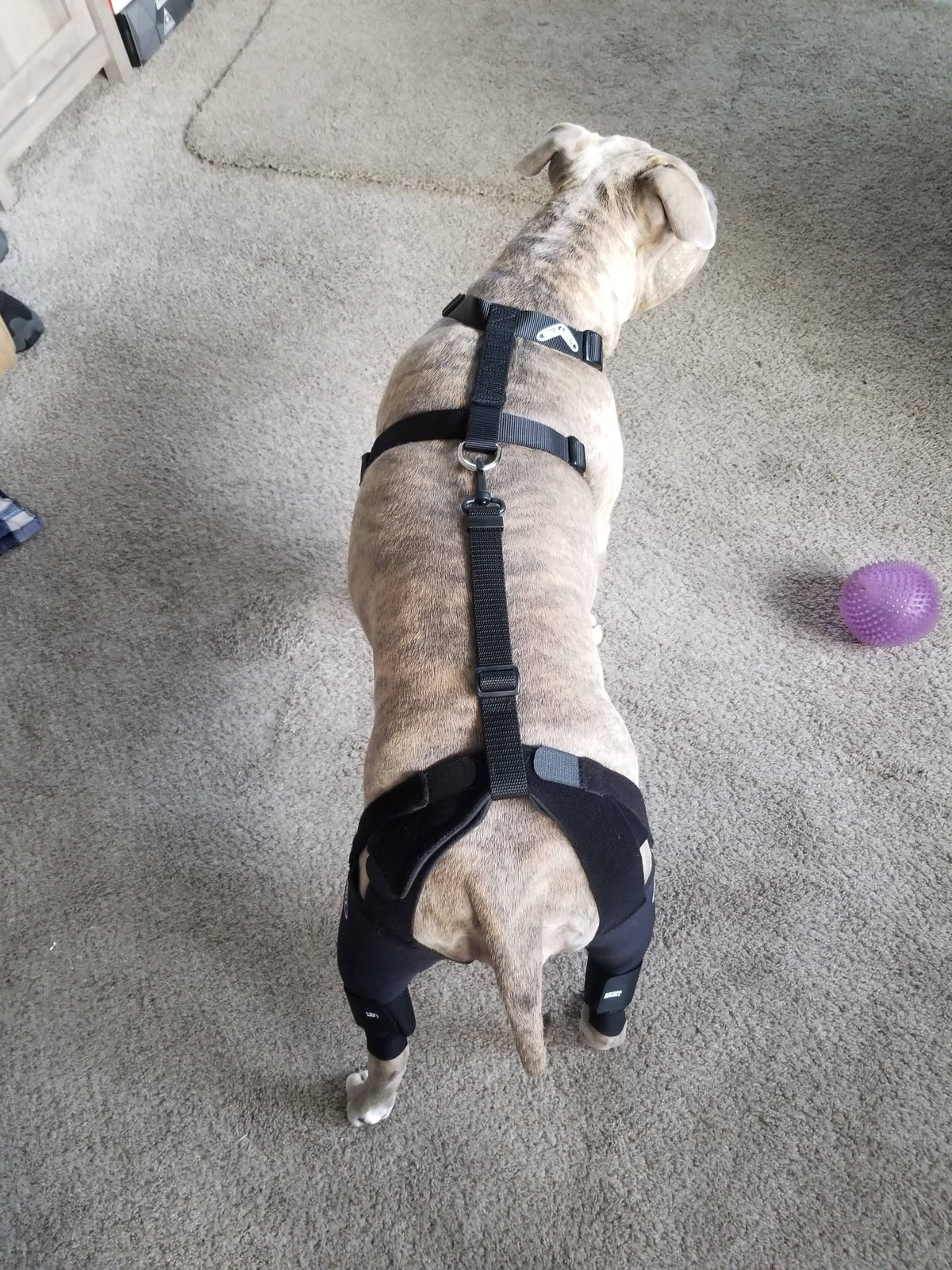 Double Knee Brace and Chest Halter R21895