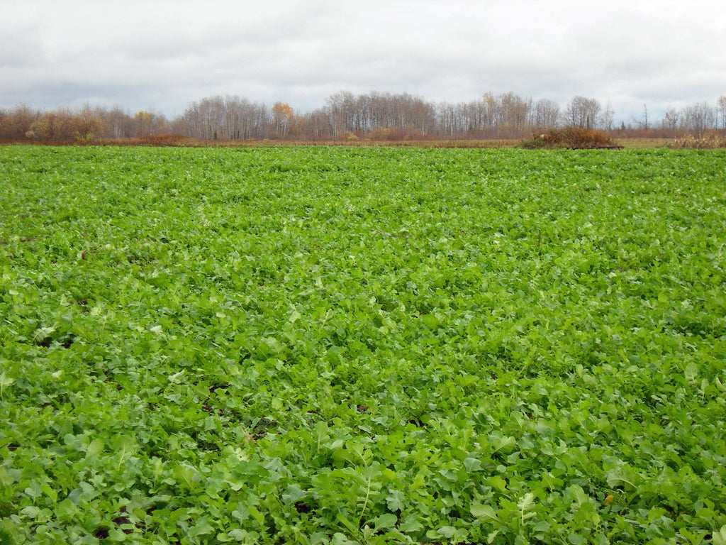 Deer Radish - 50 lbs. H490700