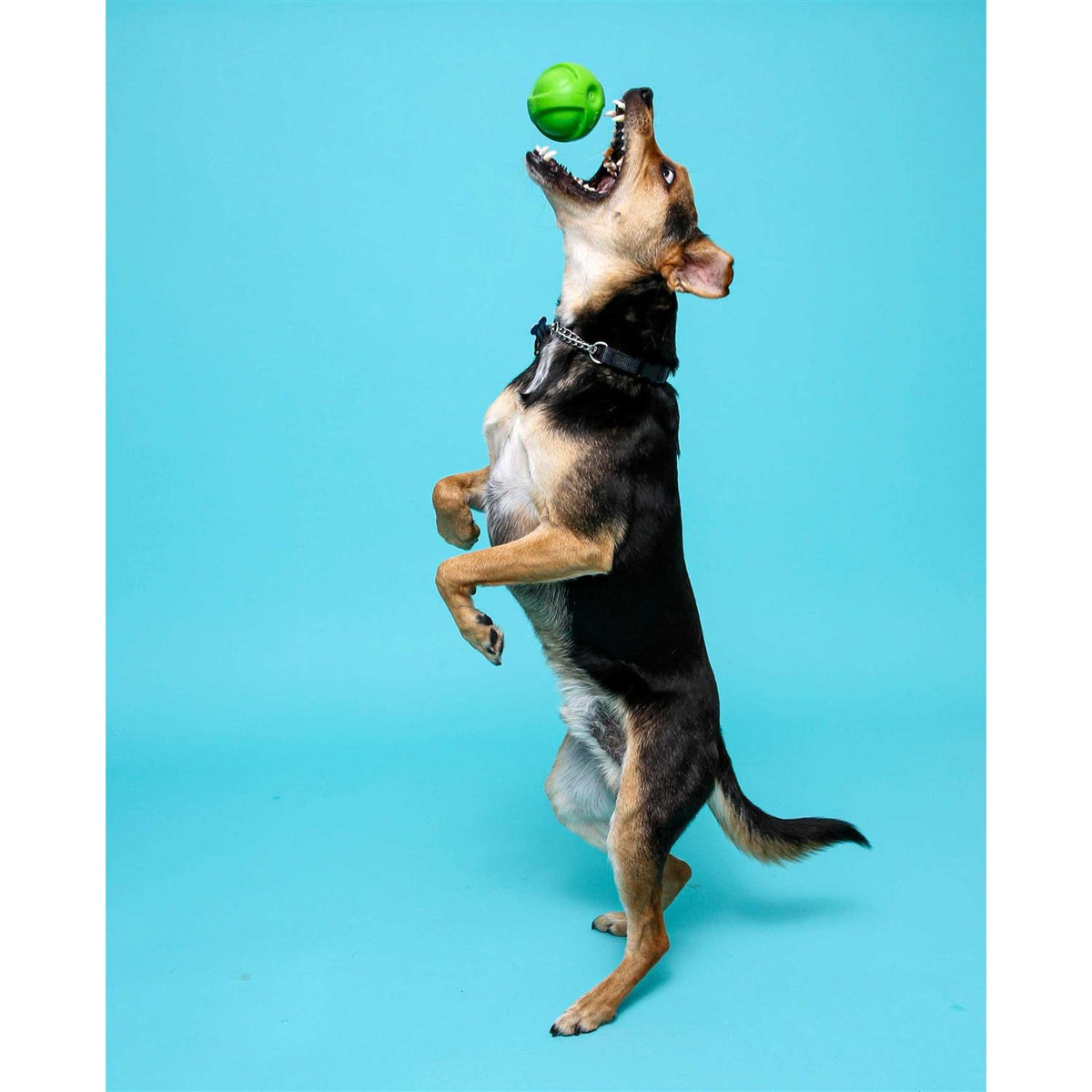 Dura Play Ball Dog Toy W876442