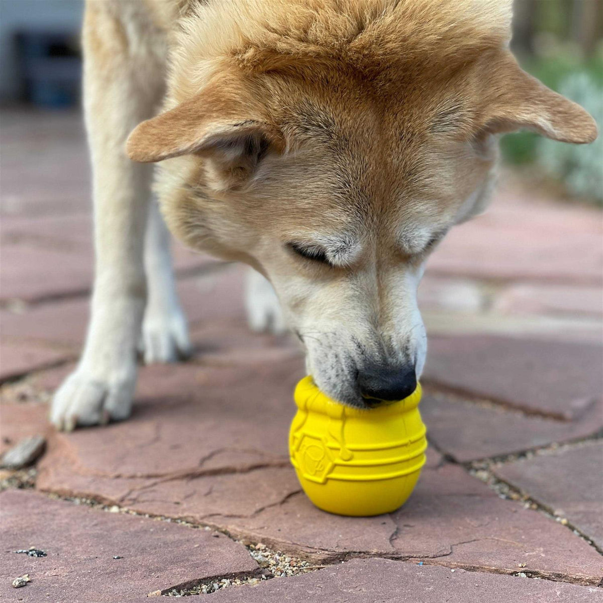 Durable Treat Dispenser & Enrichment Toy Y227