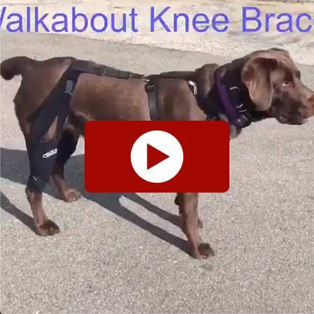 Double Knee Brace and Chest Halter R21895